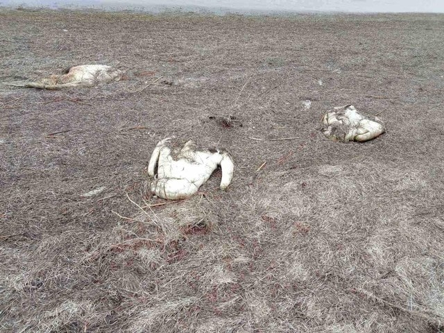 Установлена причина гибели лебедей возле озера Сиваш