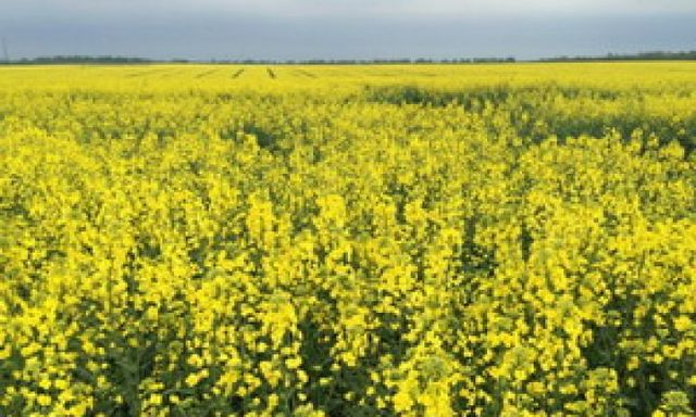 Оккупанты вывозят рапс в Беларусь, масло продают в странах Евросоюза