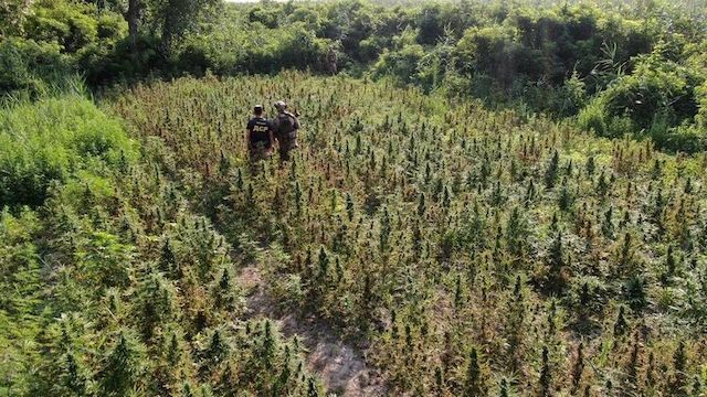 На левом берегу Днепра обнаружено поле с коноплей на 10 млн гривен