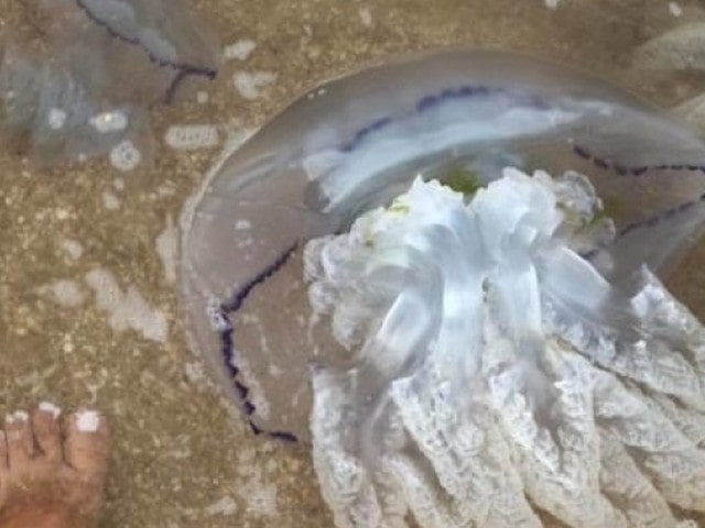 На пляжи Геническа море выбрасывает сотни медуз