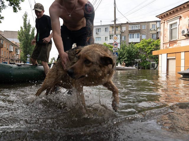 Животным, эвакуированным из Херсона, требуется помощь