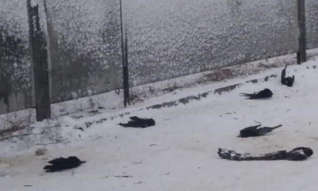 Специалисты установили причину массовой гибели птиц в Каховке