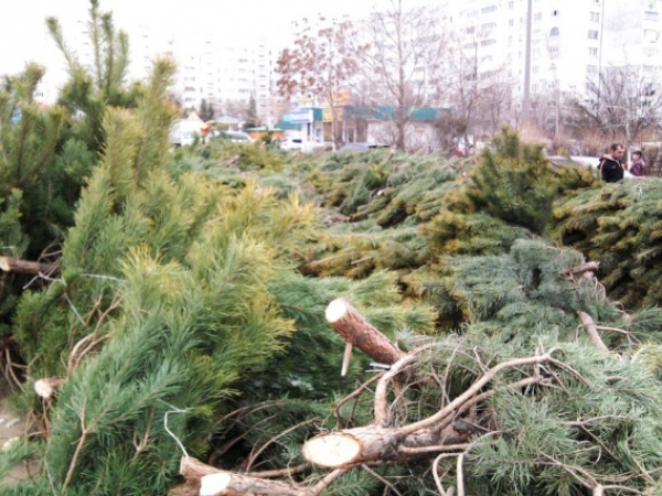 В Херсоне не на чем отвозить незаконные сосны на штрафплощадку