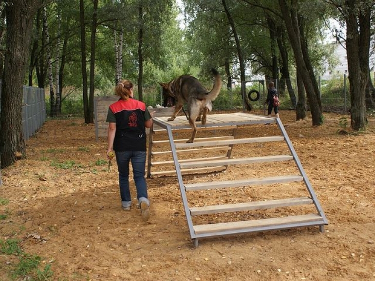 У домашних животных в Херсоне появится своя территория