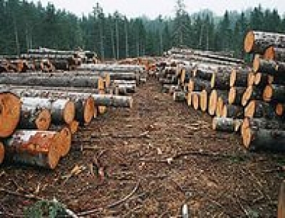 Целые запасы дров таинственно исчезают из херсонских лесов